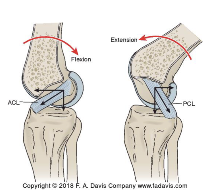 <p>Flex/Ext of Tibiofemoral Joint</p>
