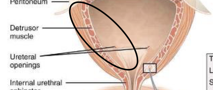 <p><span>enables urination by contracting to expel urine and relaxing to store it</span></p>