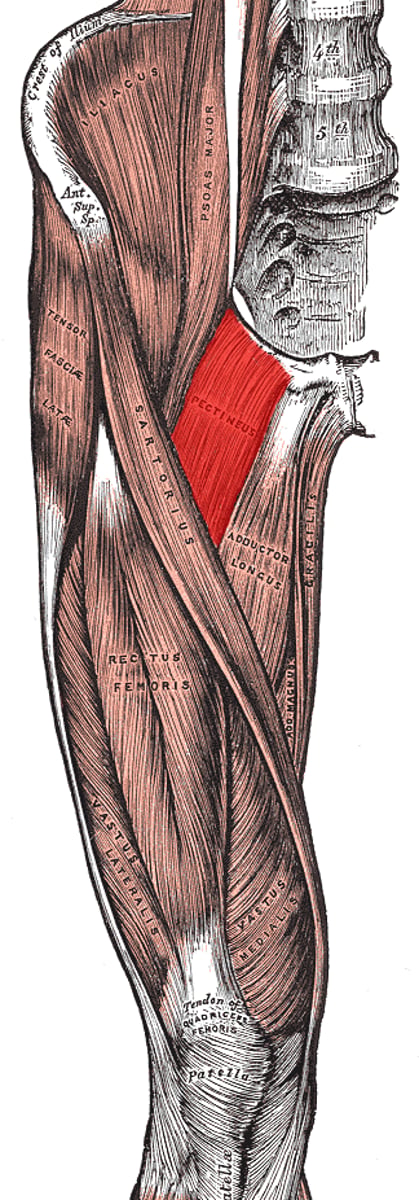 <p>adducts, flexes, and medially rotates thigh</p>