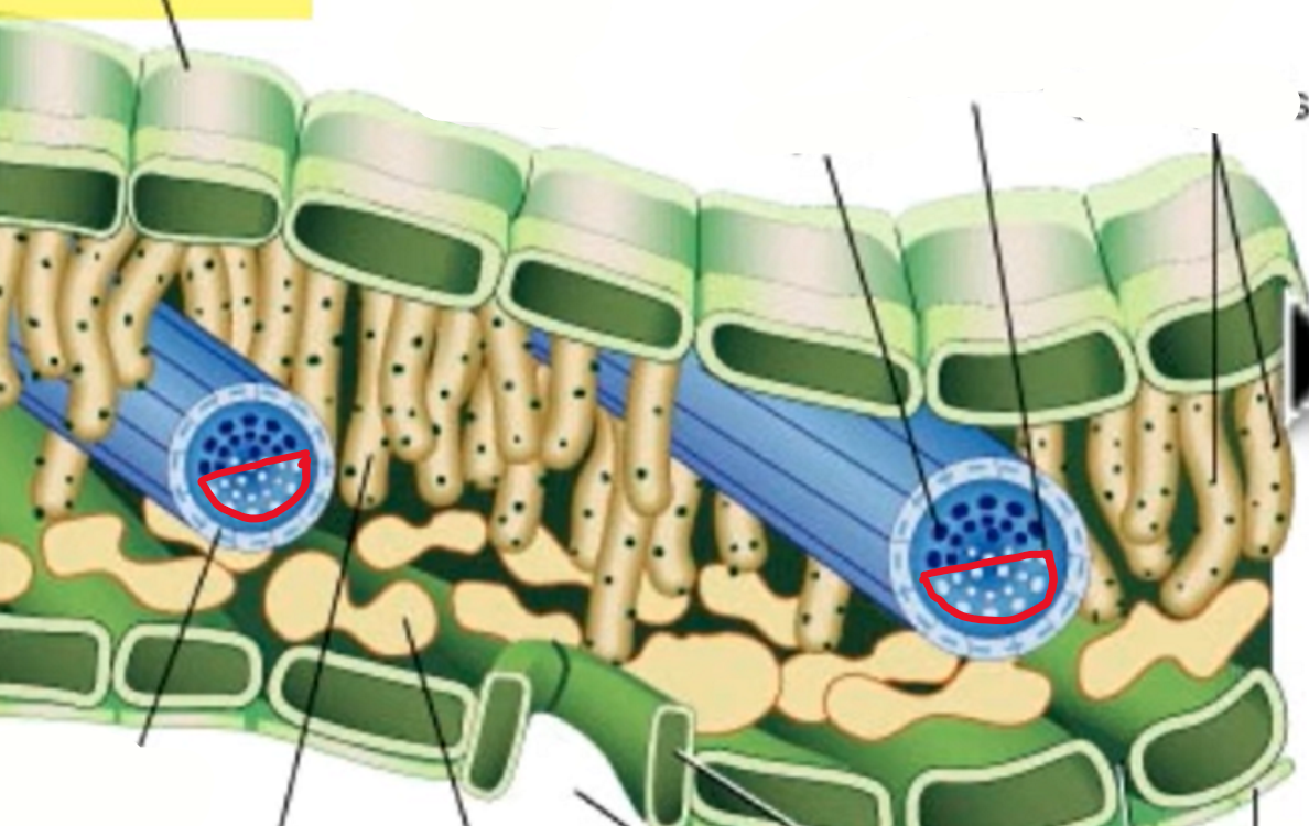 <p>below of vascular bundles which carry sugar made by cells (photosynthesis) to an area of storage in the plant</p>