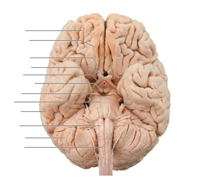 <p>Bottom part of brain</p>