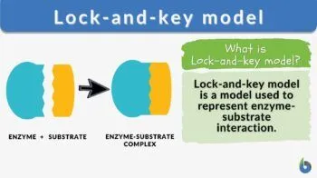 <p>A model proposing that an enzyme's active site and a specific substrate possess rigid, complementary geometric shapes that fit together perfectly, much like a key fitting into a lock</p><ul><li><p><span>explains how an enzyme interacts with a specific target molecule, known as a substrate, to speed up a chemical reaction</span></p></li></ul><p></p>