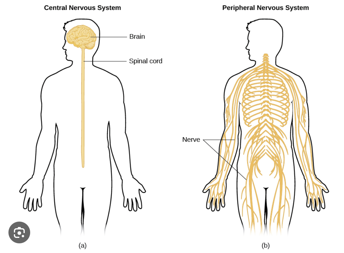 <p>Consists of nerves all around the body </p><p>Function: Sends sensory info to the CNS to carry motor information to the body </p>