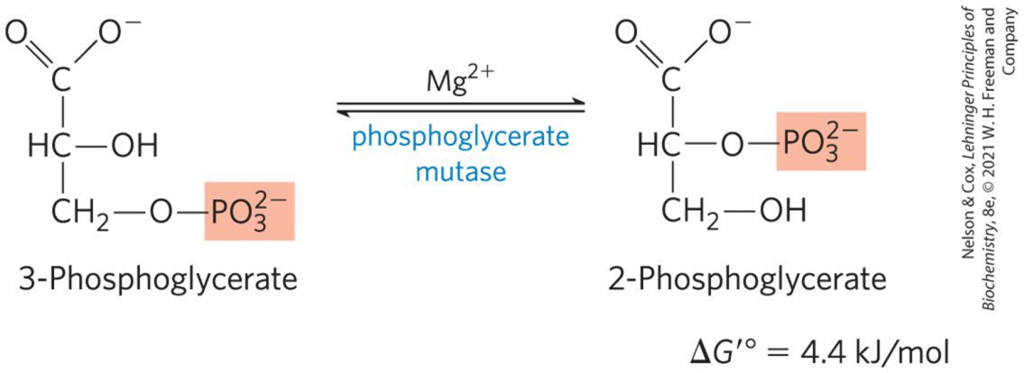<p>It isomerizes 3-phosphoglycerate to 2-phosphoglycerate.</p>