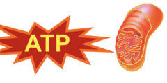 <p>Organelle that carries out cellular respiration to produce ATP energy from glucose and oxygen.</p>