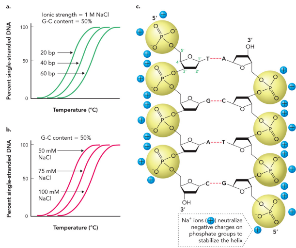<ul><li><p>size: longer sequence length = higher T<sub>m</sub></p></li><li><p>GC pairs: stacking energy is more negative(more stable) for GC than AT(3 H bonds) so more GC = higher T<sub>m</sub></p></li><li><p>salt concentration: high salt concentration stabilizes the duplex, salt ions shield negatively charged phosphate on DNA backbone which can repel each other when unshield, so more salt = higher T<sub>m</sub> </p></li></ul><p></p>