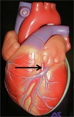 <p>Identify the structure</p>