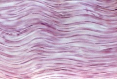 <p>tendons, ligaments</p>