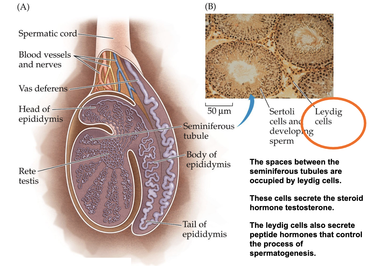 <ul><li><p>The spaces between the seminiferous tubules are occupied by leydig cells.</p></li><li><p>These cells secrete the steroid hormone testosterone.</p></li><li><p>The leydig cells also secrete peptide hormones that control the process of spermatogenesis.</p></li></ul><p></p>