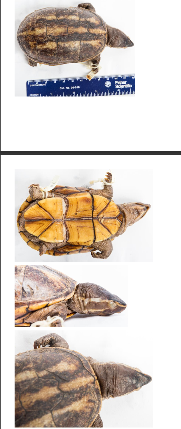 <p>Striped Mud Turtle order & suborder</p>