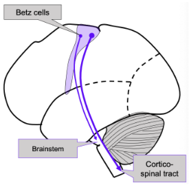 <ul><li><p><span style="background-color: transparent;">Betz cells – large pyramidal cells</span></p></li><li><p><span style="background-color: transparent;">Project from the motor cortex to the spinal tract (cortical tract neurons)</span></p></li><li><p><span style="background-color: transparent;">Only 5% project to motor neurons; the rest reach spinal interneurons</span></p></li><li><p><span style="background-color: transparent;">Betz cells also project to the brain stem</span></p></li></ul><p></p>