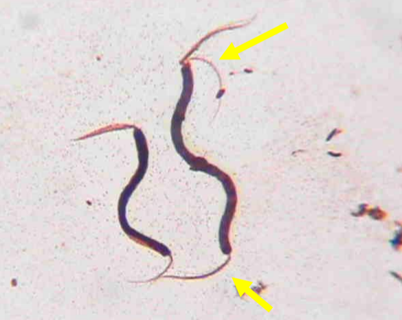 term image