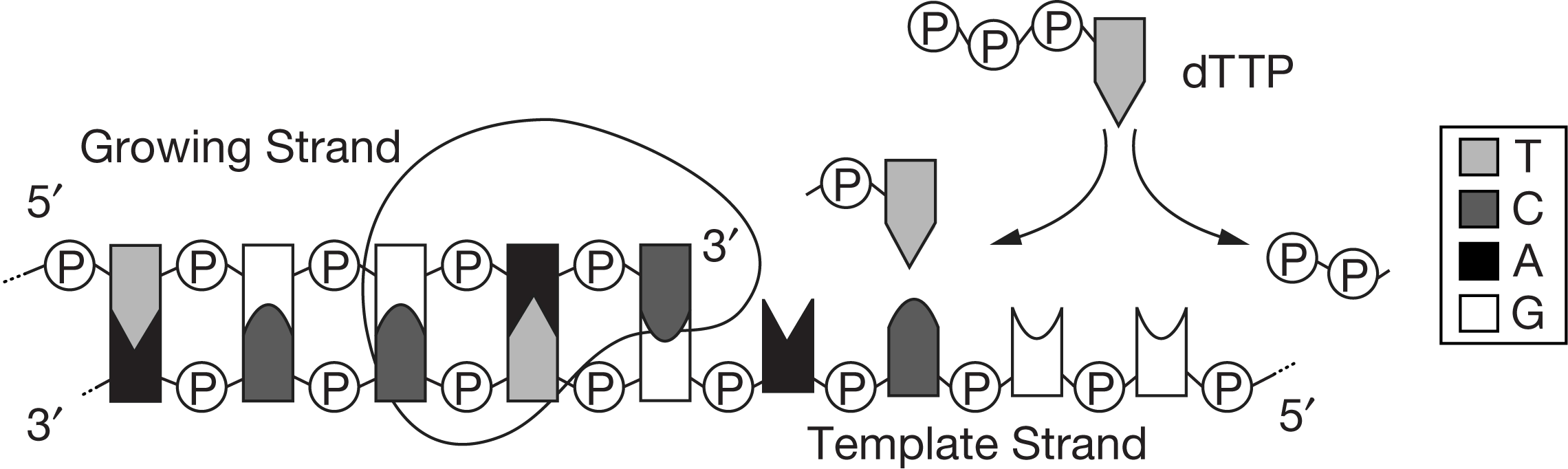 <p>Figure 1 shows some relevant details of a model of how a deoxynucleotide, in this case dTMP, is added to a growing strand of DNA.</p><p>Figure 1. Model showing details of adding a deoxythymidine monophosphate (dTMP) nucleotide to a growing strand of DNA</p><p>The features of this model provide evidence for which explanation of why all growing strands are synthesized in a 5′ to 3′ direction?</p>