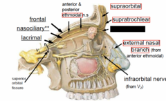 <p>What is blacked out (nerve)</p>