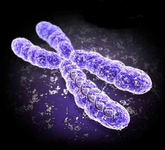 <p>DNA and proteins coiled up and condensed into "X" shaped structures</p>