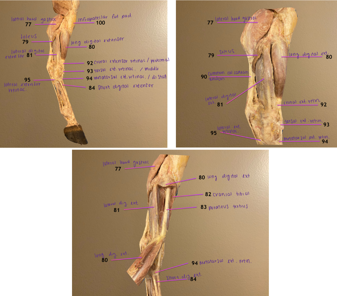 <ol start="77"><li><p>lateral head of gastrocnemius m.: one of 3 heads of triceps surae; extends tarsus</p></li></ol><ol start="79"><li><p>soleus m.: vestigial; one of 3 heads of triceps surae; extends tarsus</p></li><li><p>long digital extensor m.: flexes tarsus</p></li><li><p>lateral digital extensor m.: flexes tarsus</p></li></ol><p></p>