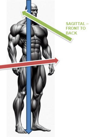 <p>sagittal axis</p>