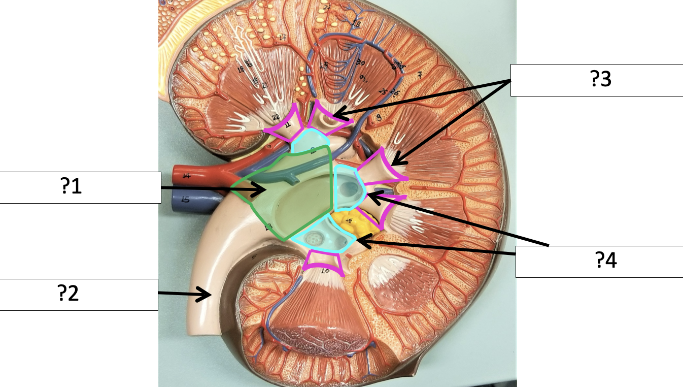 <p>1 Name the structure?</p>