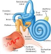 <p>pinna</p><p>auditory canal</p><p>eardrum</p><p>ossicles (malleus, incus, stapes)</p><p>oval window</p><p>cochlea (perilymph, endolymph)</p><p>organ of Corti (basilar membrane, tectorial membrane, cilia with mechanoreceptors)</p><p>semicircular canals, utricle, and saccule</p><p>round window</p><p>Eustachian tube</p>