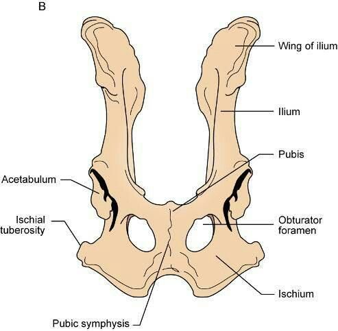 <p>Caudal part of the ilium; straight up and down</p>