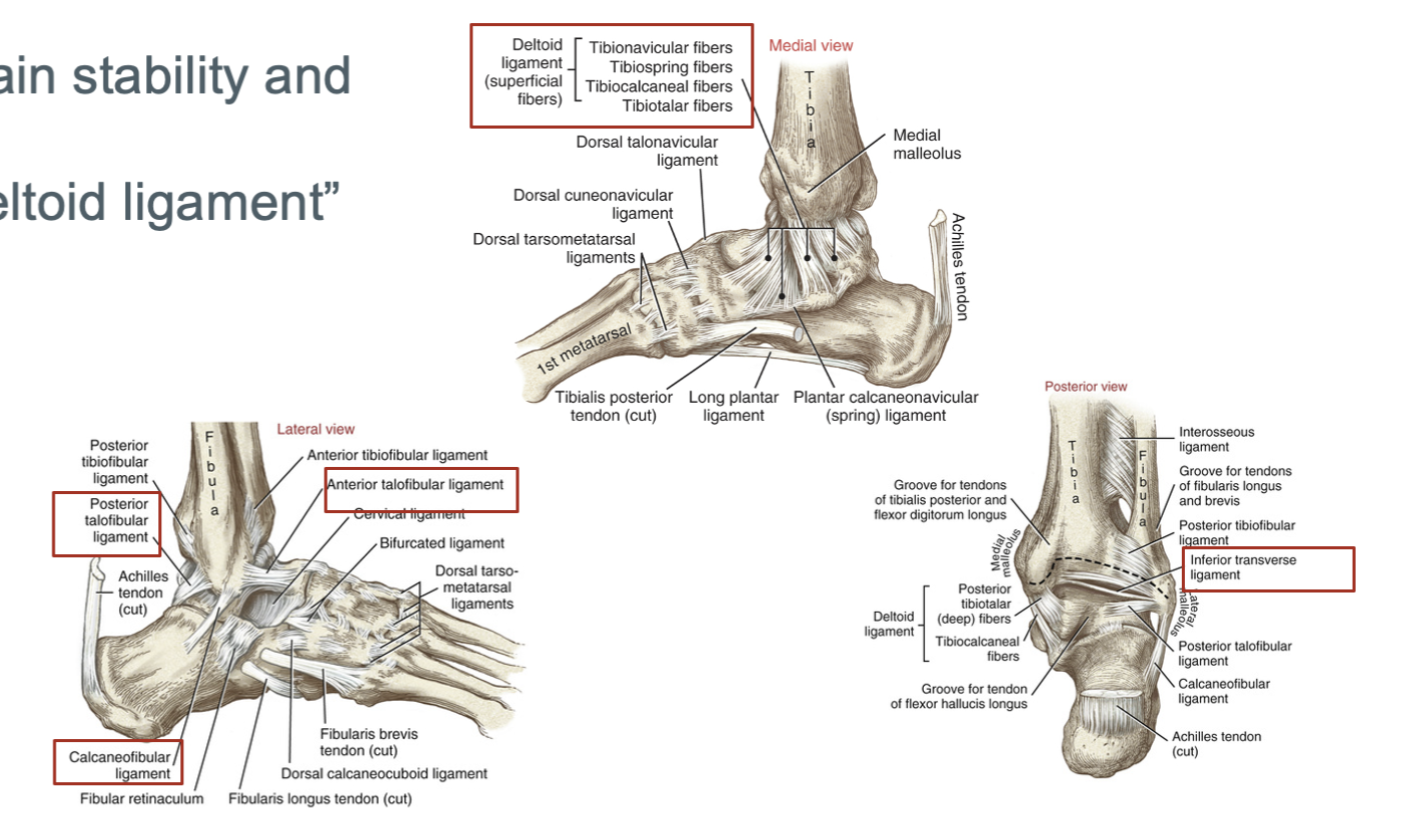 <p>medially: the medial collateral (deltoid ligament), and laterally: the lateral collateral consisting of the anterior talofibular, the posterior talofibular, and the calcaneofibular, as well as the inferior transverse ligament</p>