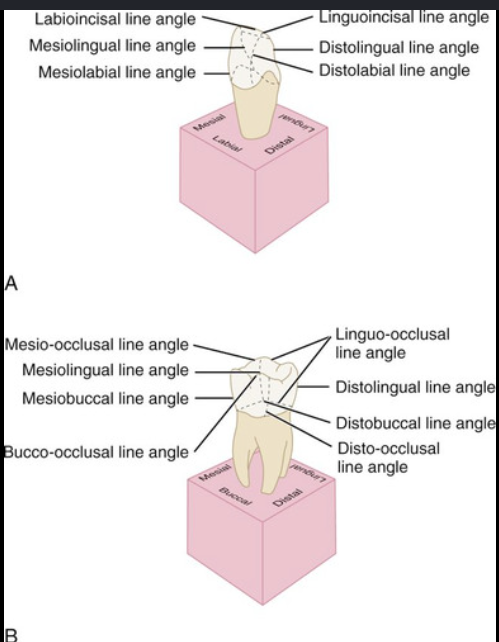 <p>think 3D</p><ul><li><p>combos-</p><ul><li><p>meso or distal</p></li><li><p>buccal or lingaul or occusal</p></li></ul></li></ul><p></p>