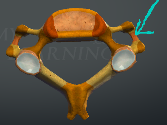 <p>sulcus nervi spinalis </p>