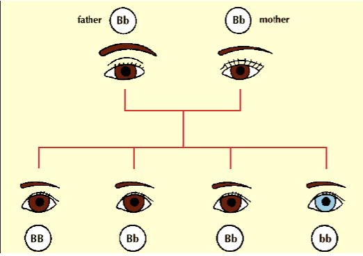 <p>Recessive alleles are <strong>recessive</strong> <strong>traits</strong> that <strong>can</strong> be <strong>present</strong> with <strong>one</strong> <strong>copy</strong> but <strong>won’t</strong> be <strong>expressed</strong>, needing <strong>two</strong> <strong>copies</strong></p>