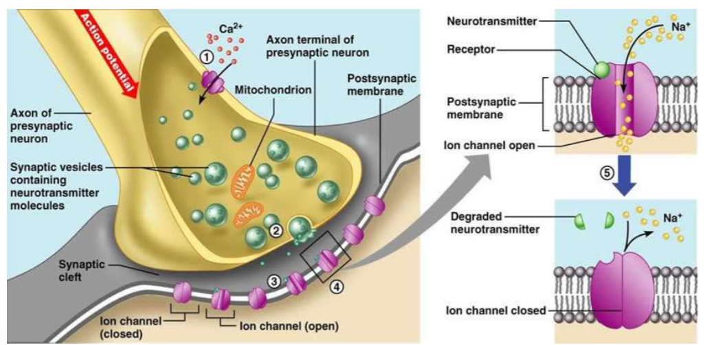 <p>Outline chemical synaptic transmission, including Ca2+ driving force and receptor effect.</p>