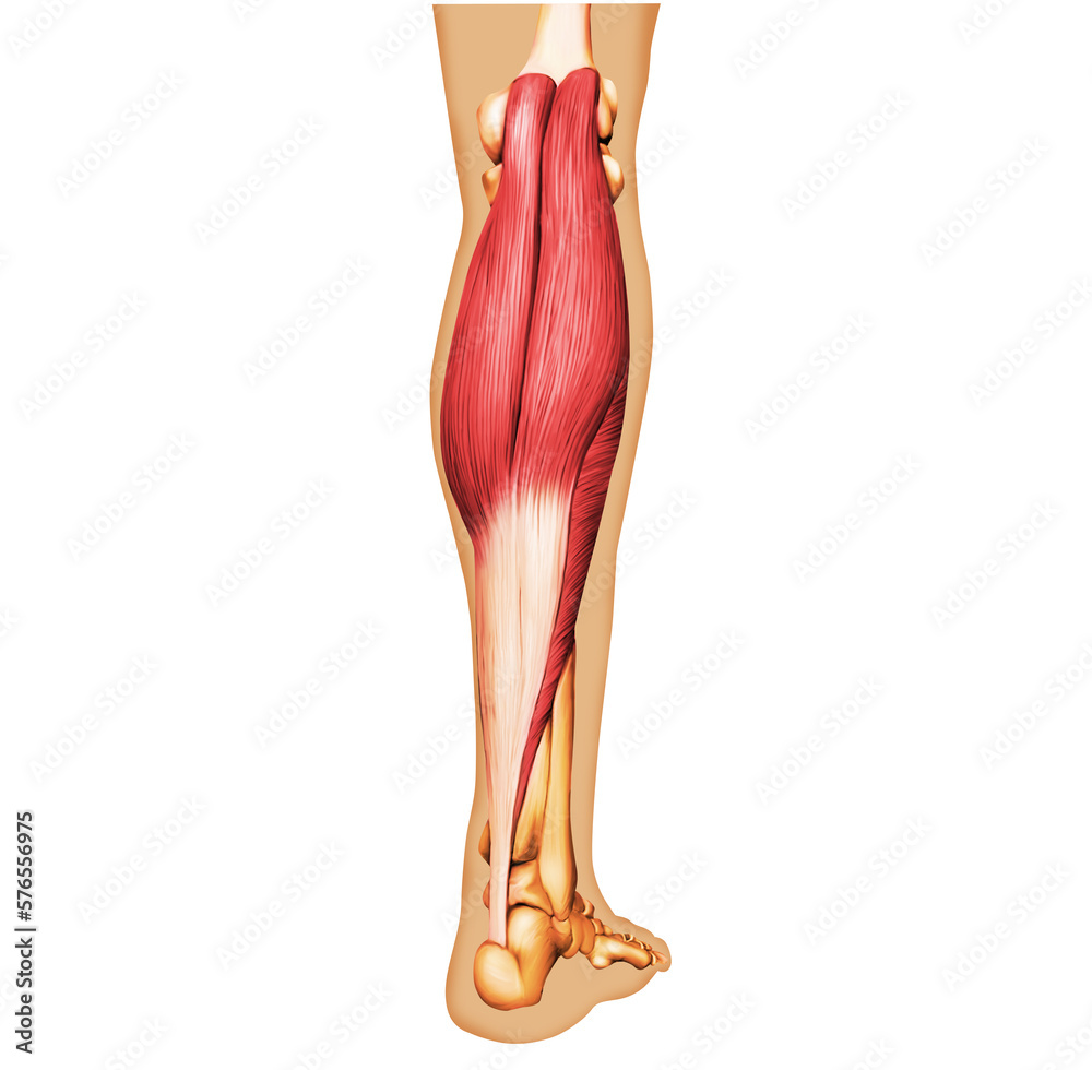<p>What muscle is this?</p>