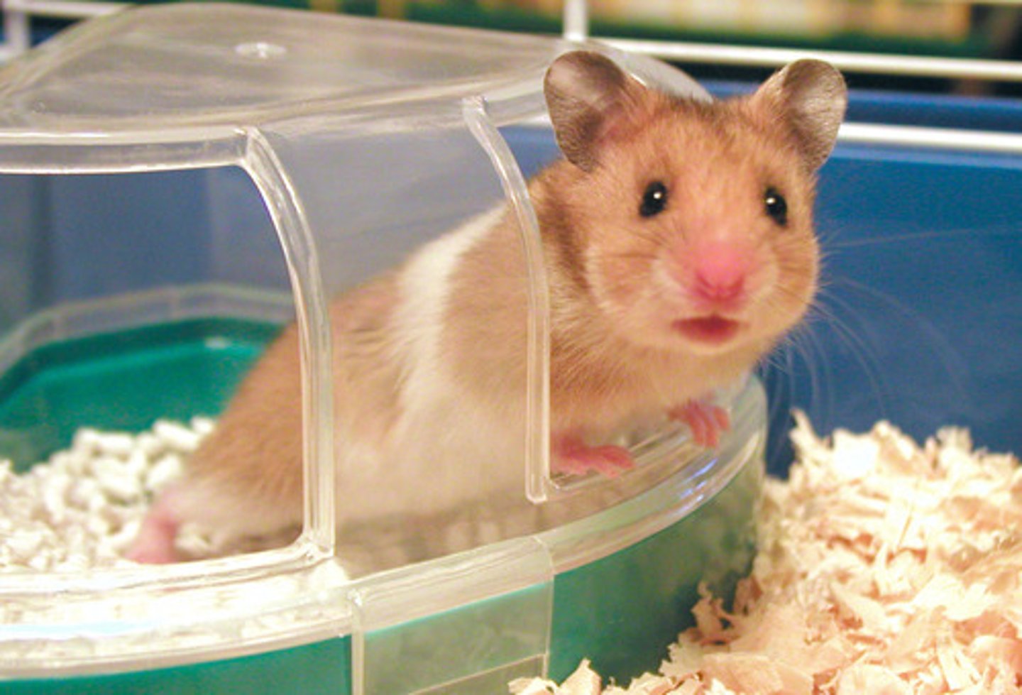 <p>TRANSLATION: маленькие грызуны</p><p>DEFINITION: tiny mammals with long front teeth, like mice and hamsters</p><p>EXAMPLE: The animal shelter has many ........................ looking for new homes. В приюте для животных есть много МАЛЕНЬКИХ ГРЫЗУНОВ, которые ищут новый дом.</p>