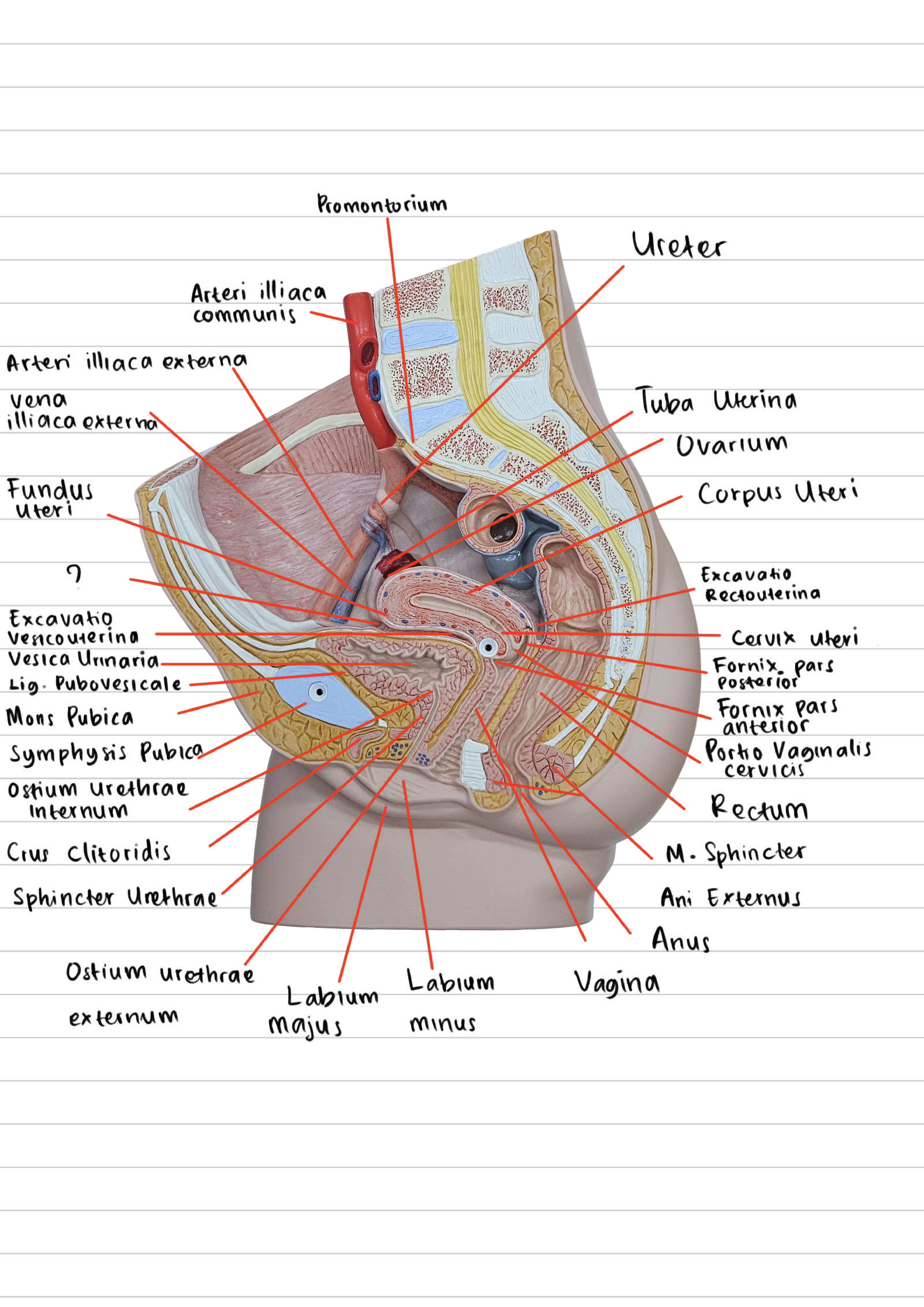 <p>Kantung atau ruang yang terletak di antara rectum dan dinding posterior uterus (pouch of Douglas).</p>
