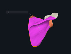 <p>Name the surface indicated by the X and highlighted purple</p>