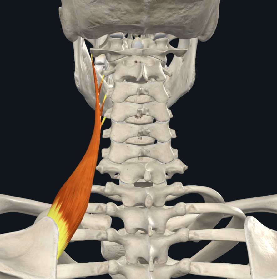 <ul><li><p>posterior tubercles of transverse processes C1-C4</p></li><li><p>superior part of medial border of scapula</p></li></ul><p></p><p></p>