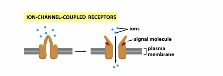 <p>a protein forms a channel which is closed, when the ligand binds, it opens the protein channel allowing ions to flow across the channel</p>