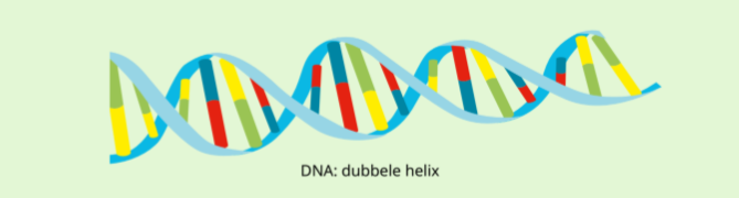 <p>DNA bevat al onze erfelijke informatie en heeft de vorm van een dubbele helix.</p>
