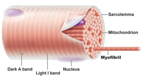 <p>the proteins <u>actin </u>and <u>myosin</u></p>