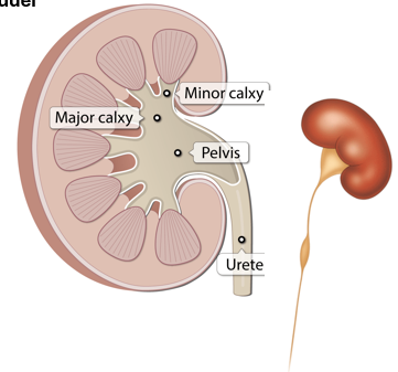 <p>ureter-urine transport from kidney to bladder</p>