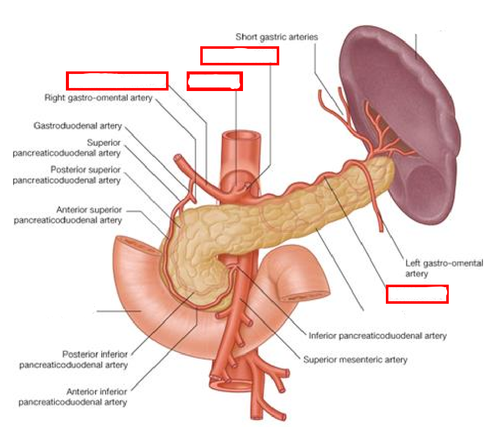 <p>Label the following diagram of the <strong>celiac trunk</strong>, its branches, &amp; surrounding structures</p>