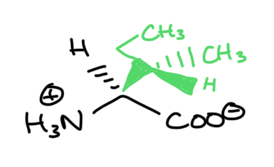 <p>Amino acid</p>