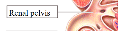 <p>where all the tubes meet up before moving to the ureter</p><p></p><p>Funnel shaped reservoir, collects urine from major calyces and directs it to the ureter for transport to the bladder</p>