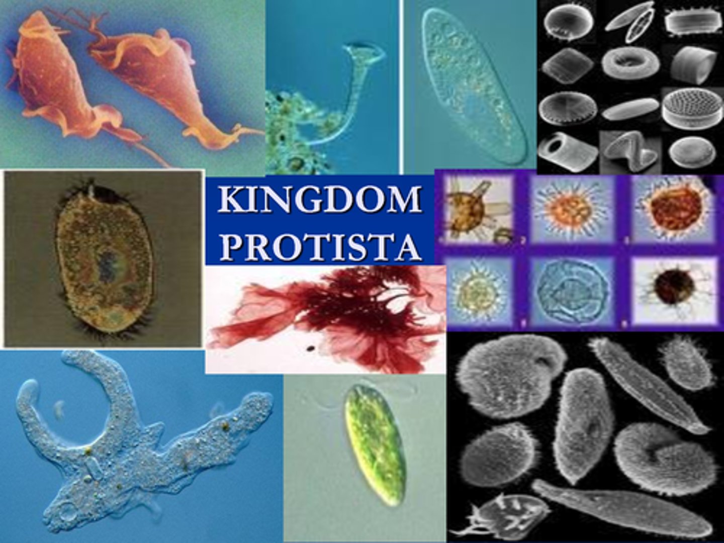 <p>a kingdom of unicellular living organisms that are neither animals nor plants; includes some groups of algae, slime molds and protozoa</p>