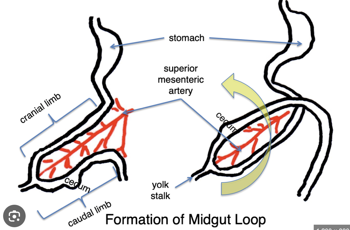 <ul><li><p>The differential growth of the limbs which causes rotation. The cranial limb grows faster and more exponentially than the caudal limb. </p></li><li><p>There is 90° counter-clockwise rotation around the SMA, which causes the caudal limb to end up superior to the cranial limb.</p></li><li><p>The midgut loop becomes the transverse colon</p></li></ul><p></p>