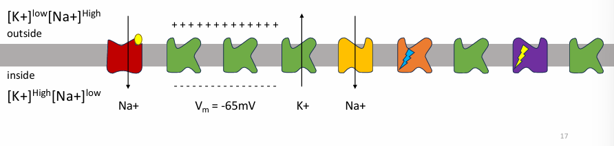 <ul><li><p>Permability of Na increases bc ligand gated Na+ channel opens </p></li><li><p>Na+ flows into cell</p></li><li><p>Vm rises toward 0 (less negative)→ depolarized cell membrane </p></li><li><p>Voltage gated channels now open </p></li></ul><p></p>