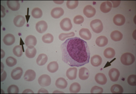 <p>What are these cells?</p>