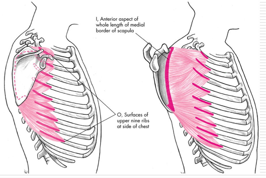 <p>Protraction</p><p>Upward Rotation </p><p>O - Surface of ribs 1-9 at the slide of the chest </p><p>I - Anterior aspect of medial border of scapula </p>