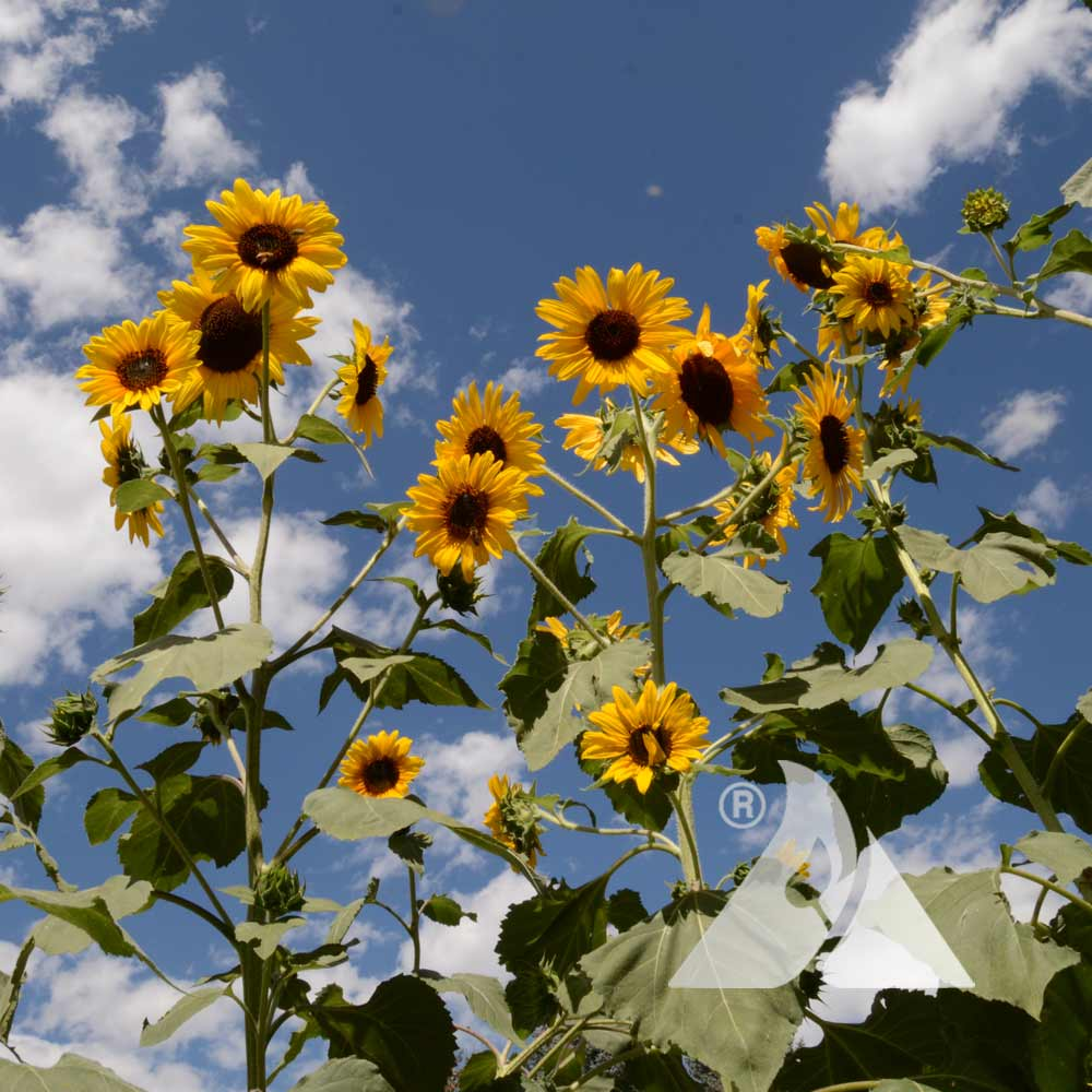 <p>asteraceae</p><p>very tall</p><p> airy stem</p><p>large foliage</p><p>yellow raty, small yellow disc flower</p>