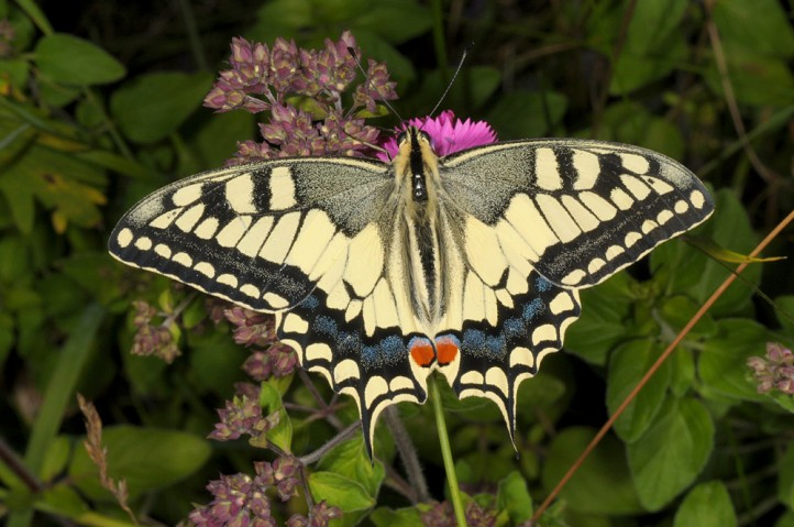 <p>rad:</p><p>druh:</p>