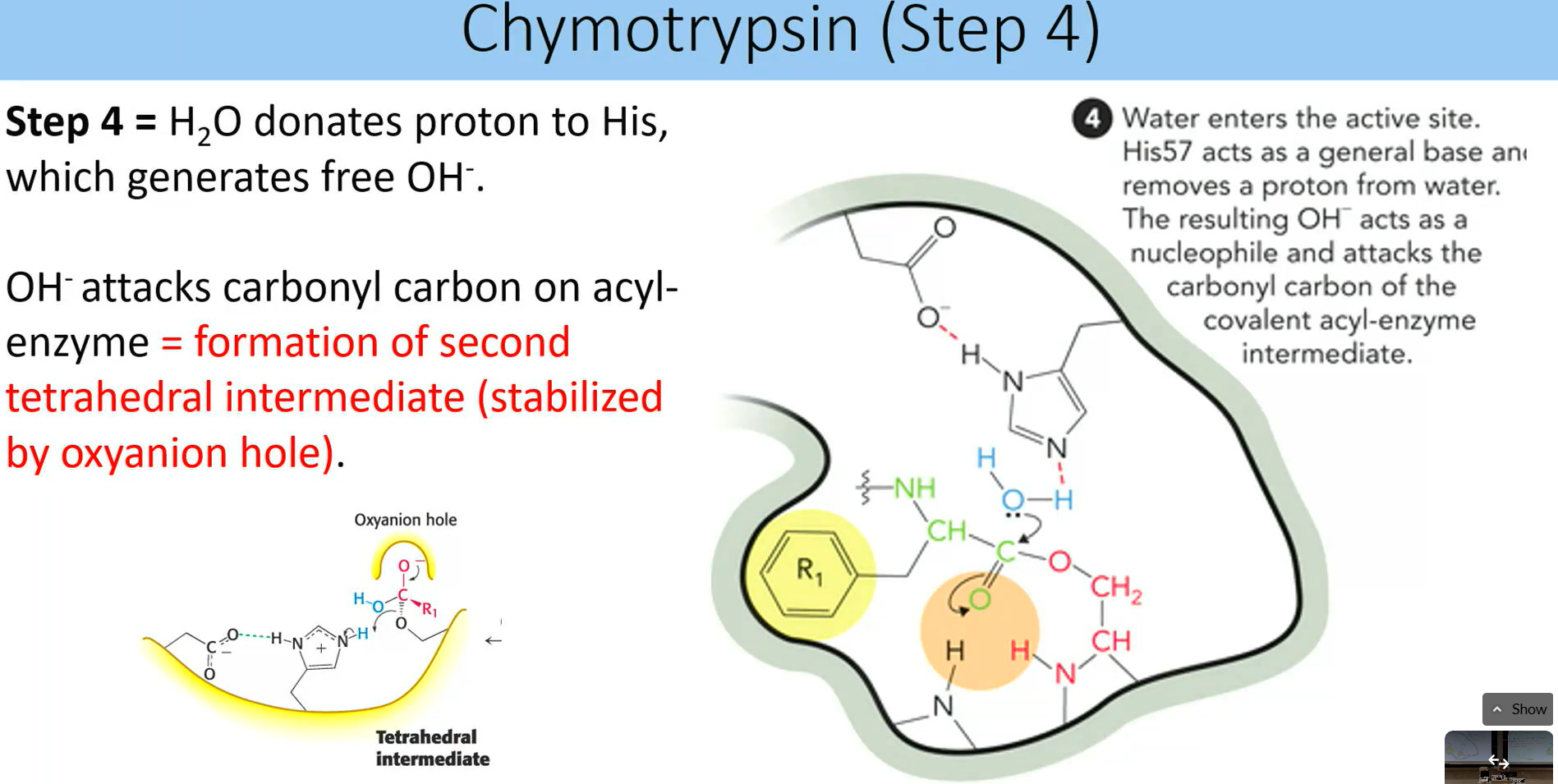 <p>water donates proton to his → free oh- → attacks carbonyl carbon on acyl-enzyme = forms second tetra intermediate thats <strong>stabilitized by oxyanion hole</strong> </p>