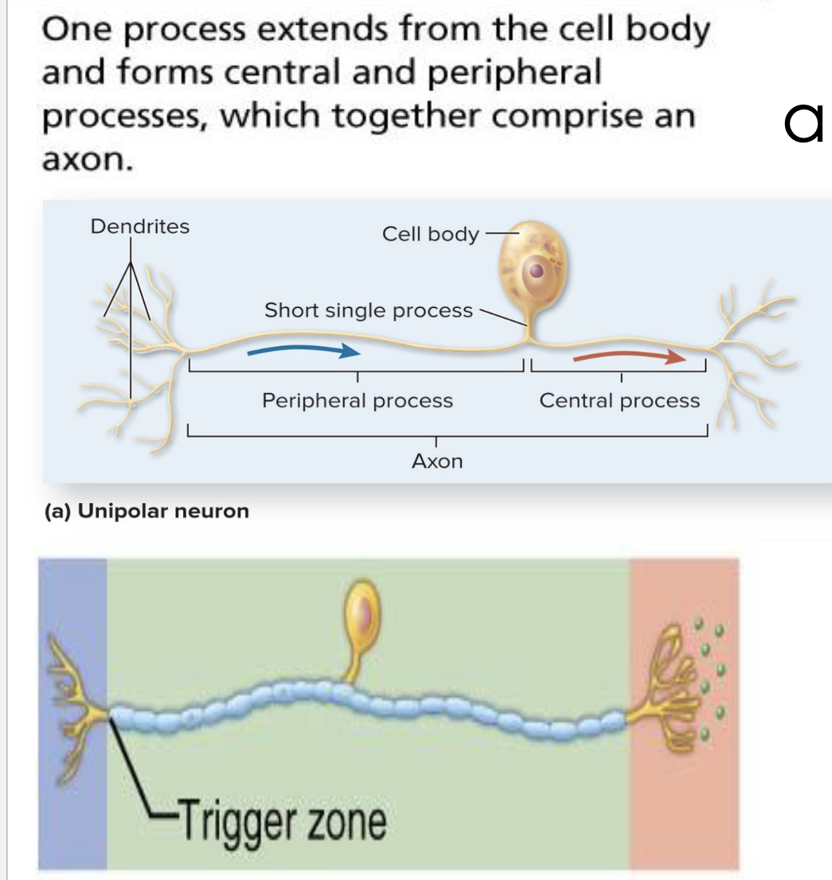 <p><strong>Categories of Neurons</strong></p><ol><li><p>What structural type are most sensory neurons?</p></li><li><p>What characterizes pseudounipolar neurons?</p></li></ol><p></p>
